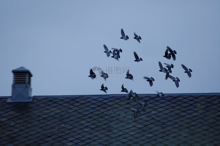 一群鸽子蓝色鸟类天空图片