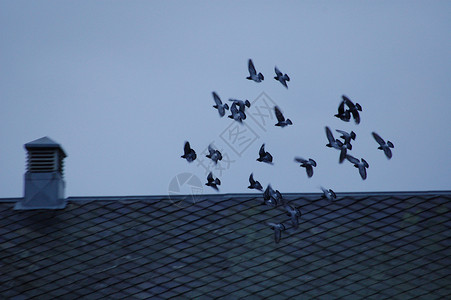 一群鸽子蓝色鸟类天空背景图片