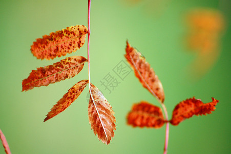 树叶背景图片