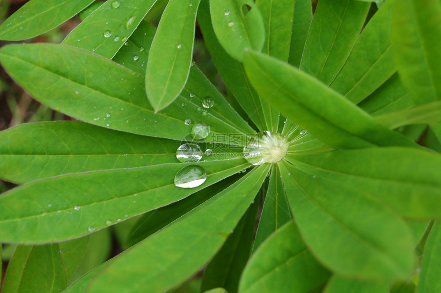 树上的雨水图片