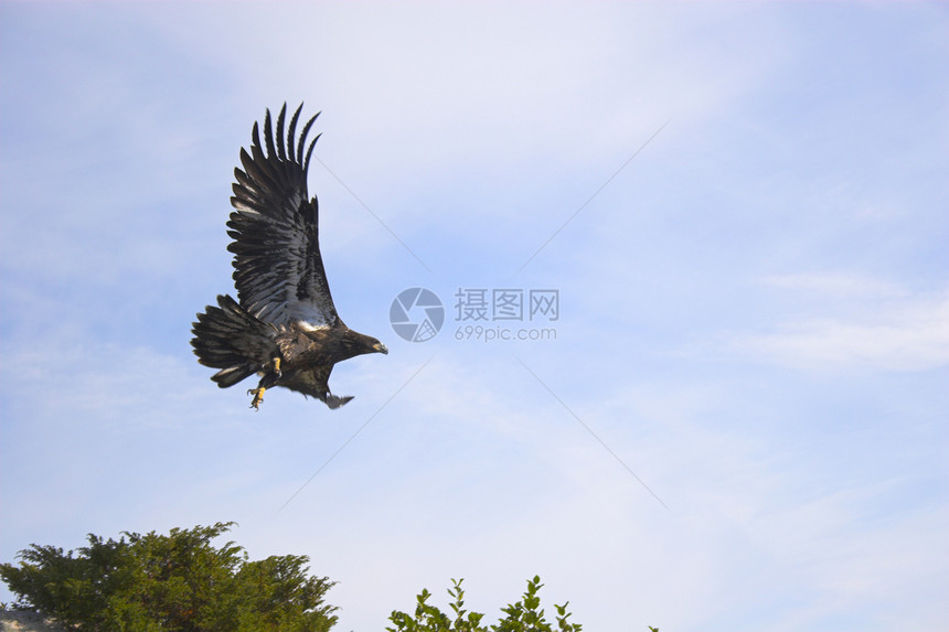 鸟动物荒野航班空气自由午餐天空图片