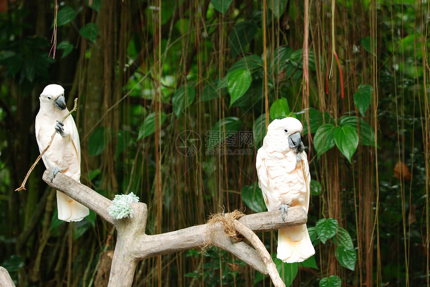 鹦鹉鸟情调动物群异国白色羽毛公园鸟类鹦鹉动物园图片