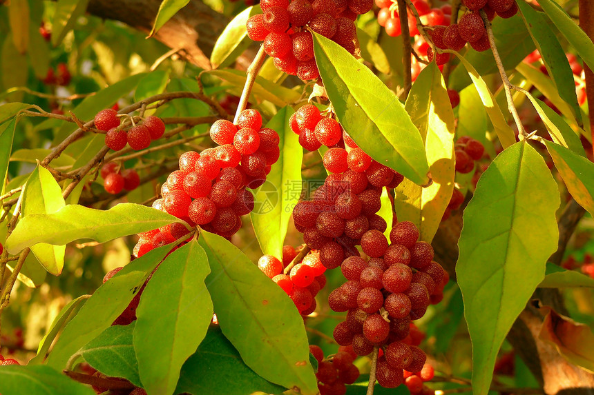 秋红莓活力季节树叶环境植物饮食花园收成浆果生物图片