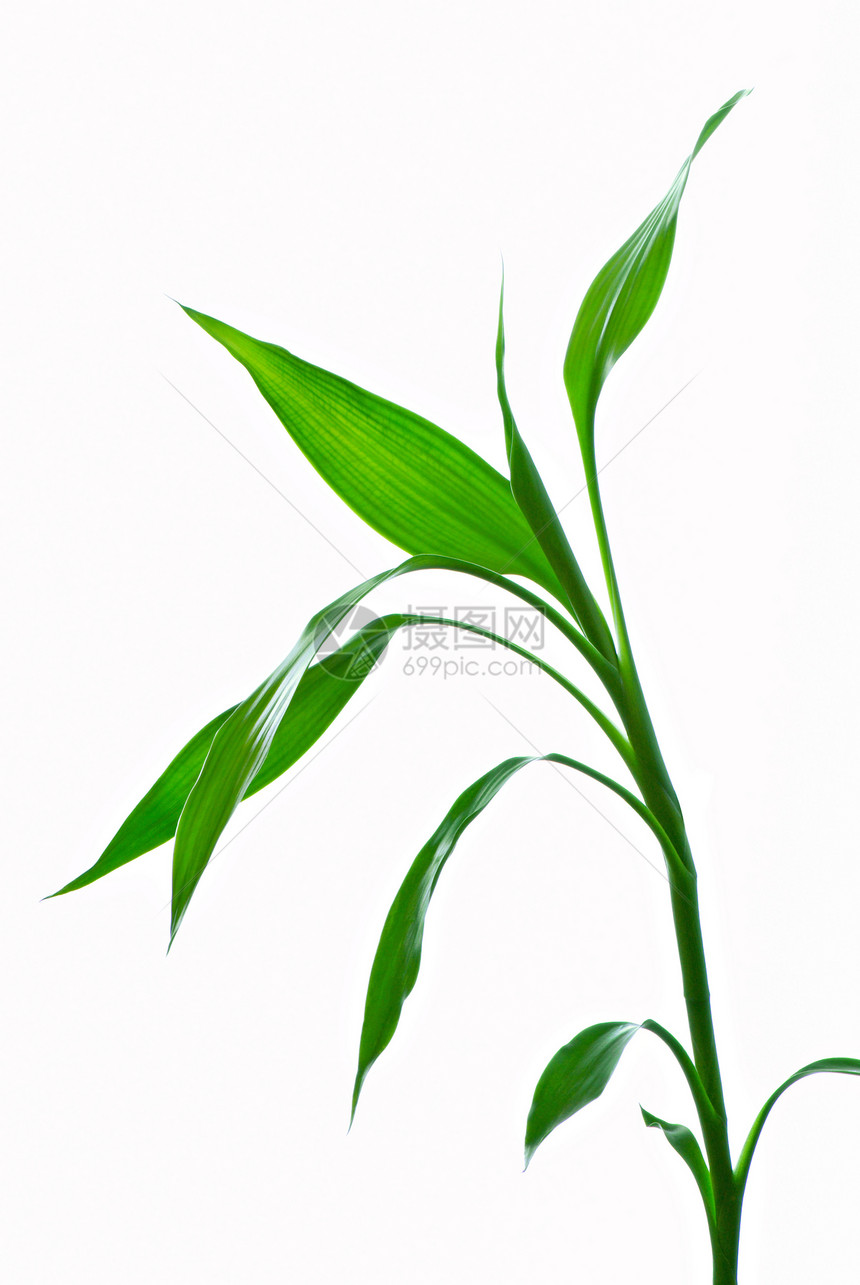 竹子树叶活力白色生长运气热带叶子植物文化图片