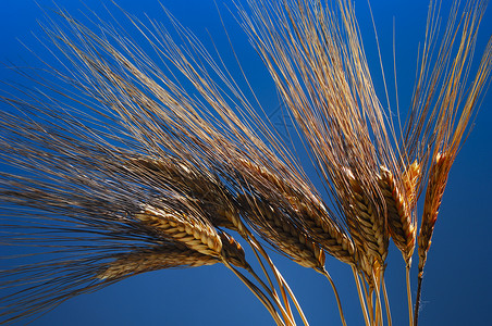 蓝底小麦当量食物饮食场地蓝色植物生产粮食园艺农业培育背景图片