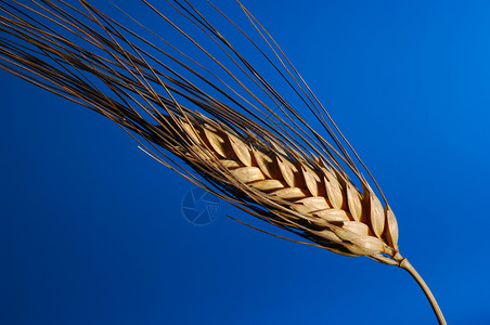 蓝底小麦当量农业植物粮食蓝色生产食物生长场地风景饮食背景图片