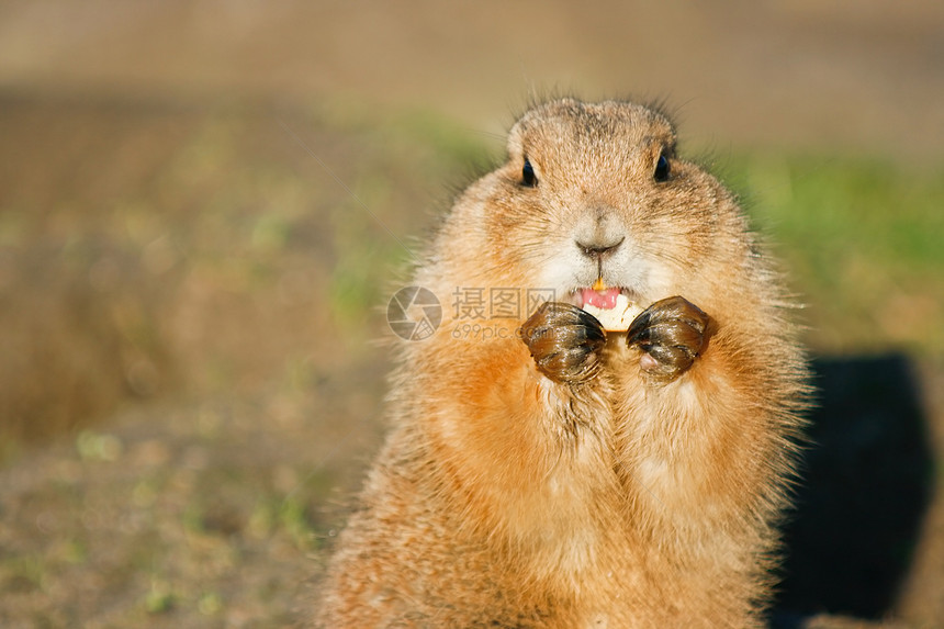 正在吃水果的Prairiedog图片