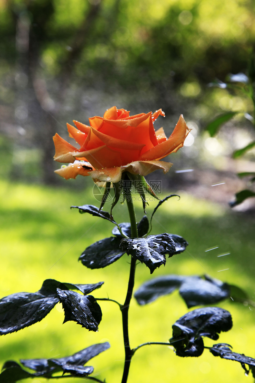 美丽的玫瑰花宏观芳香水滴花瓣雨滴花园衬套植物叶子玫瑰图片