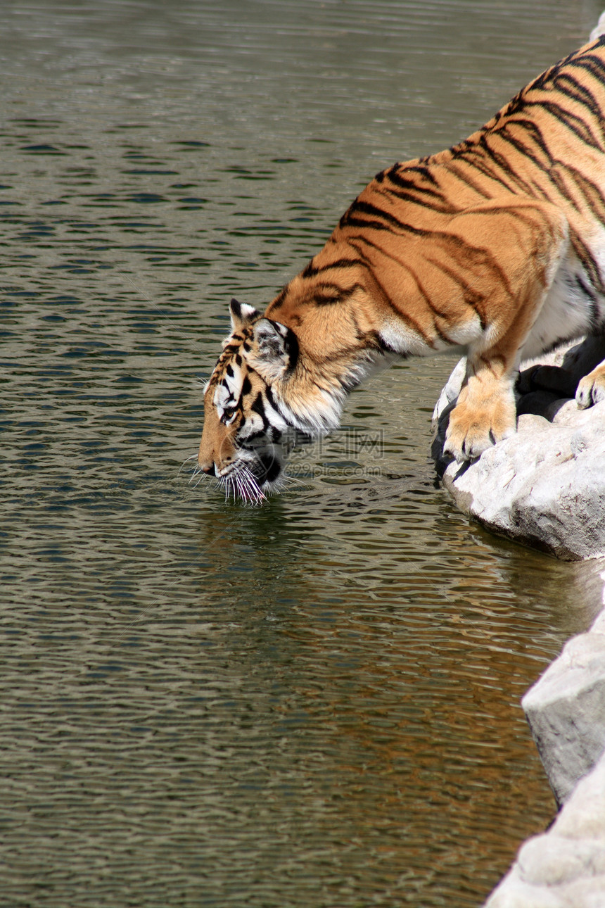 江河银行野猫捕食者动物园野生动物河岸野外动物动物打猎条纹哺乳动物图片