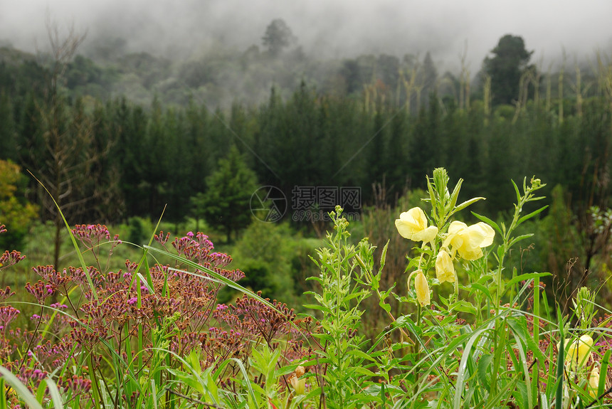 薄雾山晨晨山脉环境绿色森林树木风景猪背图片