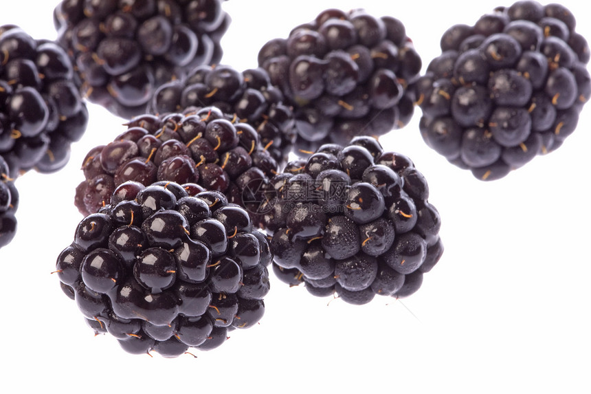 黑莓杂草营养食物甜点季节宏观植物水果维生素植物群农业图片