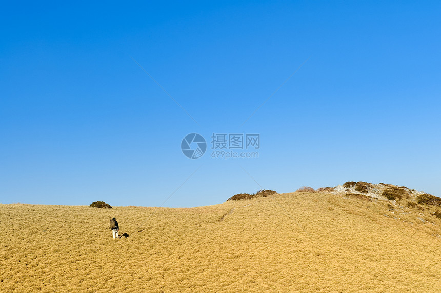 山上的黄草原上走来走去图片