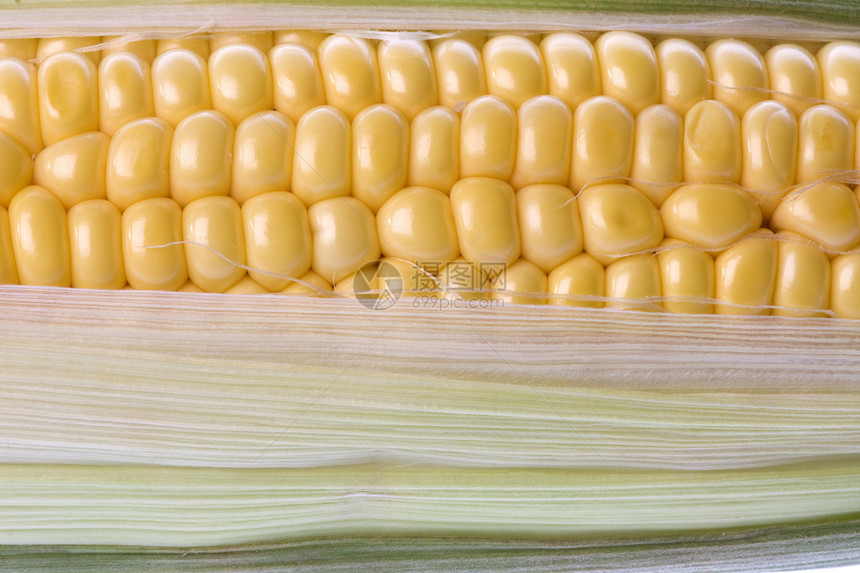 孤立的玉米生产玉米芯棒子核心植物黄色粮食农业蔬菜收成图片