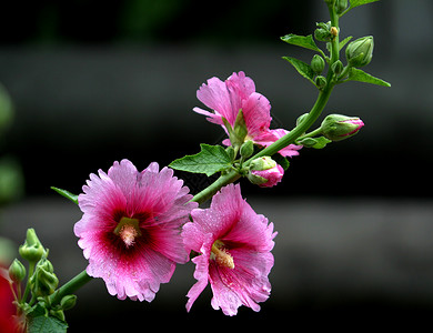 本普顿成熟的季节花红色的高清图片