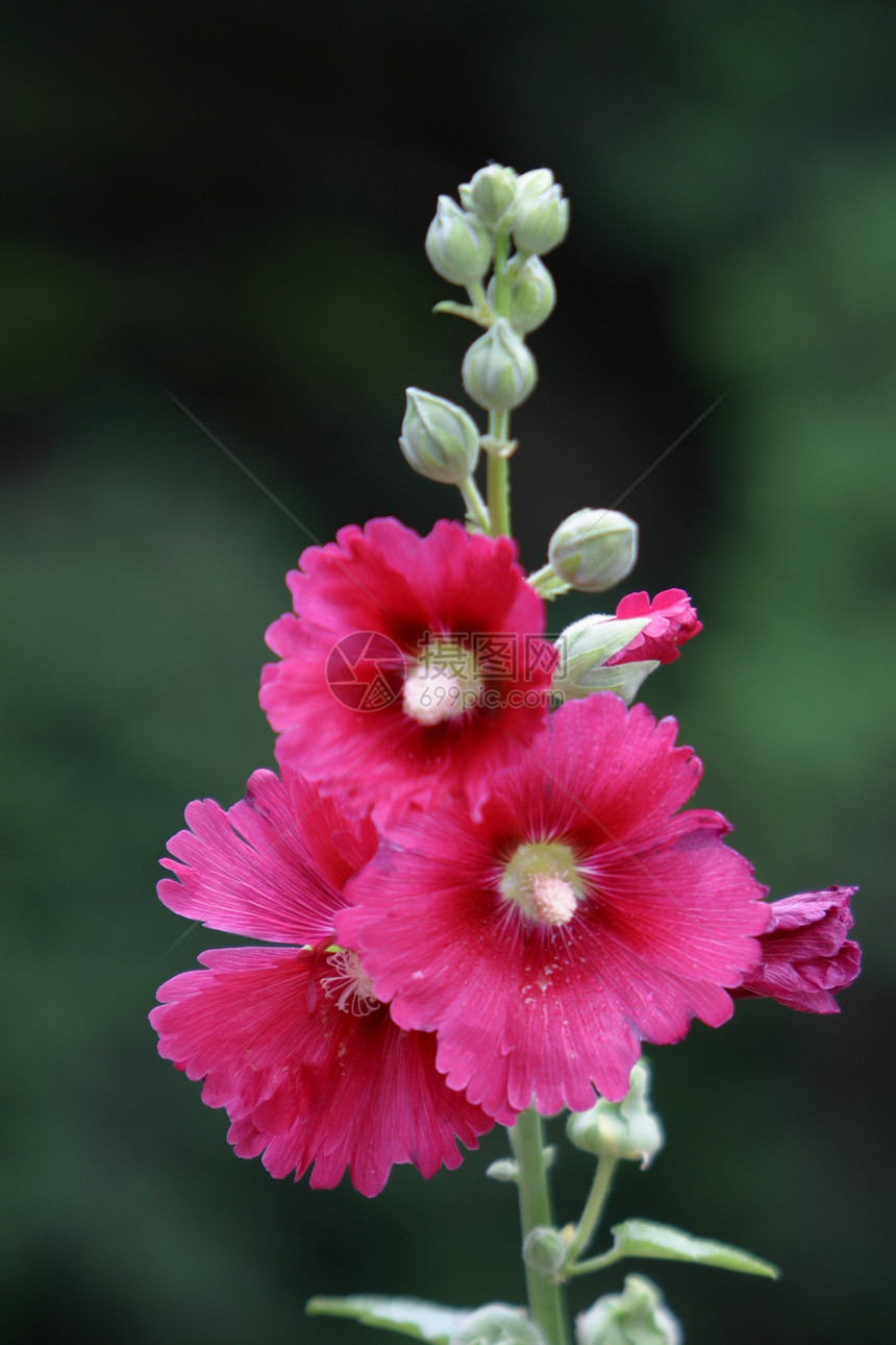 植物 鲜花 霍利霍克绿色草本植物蛋糕花绿叶龙花红花普花红色季节花棋盘图片