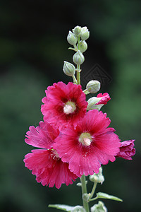 60英尺植物 鲜花 霍利霍克绿色草本植物蛋糕花绿叶龙花红花普花红色季节花棋盘背景