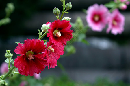 植物 鲜花 霍利霍克季节花普花花朵红色棋盘龙花草本植物蛋糕花绿色绿叶背景图片