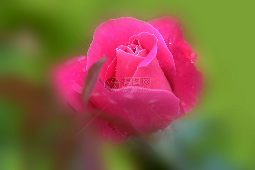 玫瑰 植物花朵红色生活首都网络生日图片