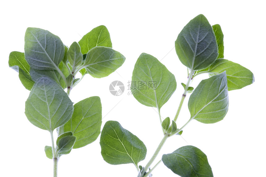 孤立的食草动物香料绿色植物树叶草本香气味道食物叶子农业图片