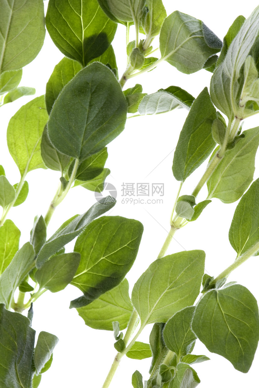 孤立的食草动物植物学草药食物草本生产香气烹饪树叶香味草本植物图片