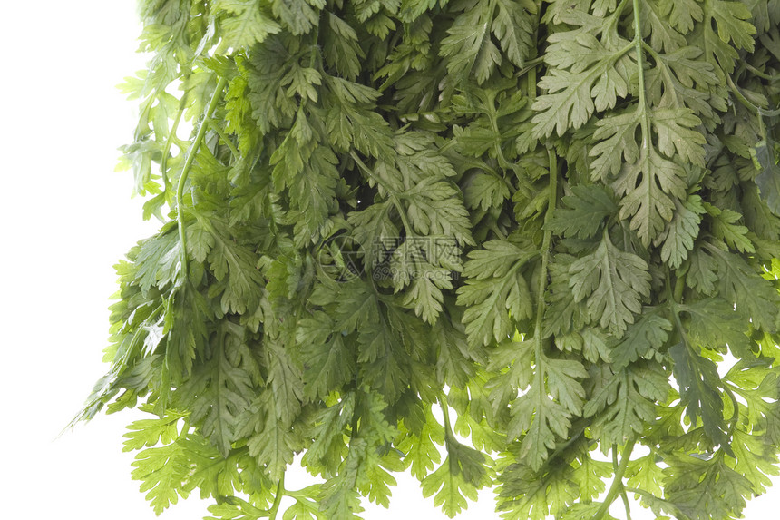 孤立的白叶食物草本植物烹饪植物生产味道叶子绿色山萝卜草药图片