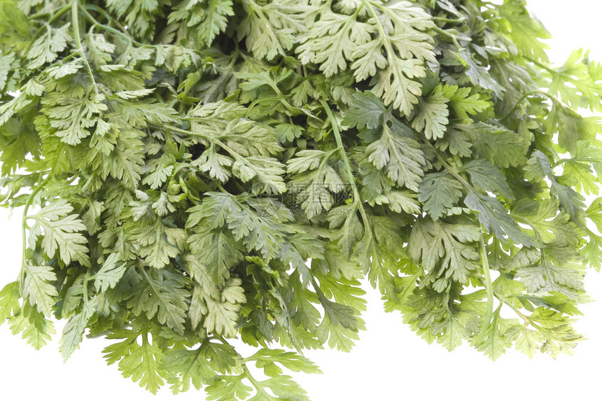 孤立的白叶烹饪草本植物绿色宏观香气叶子草本草药树叶生产图片