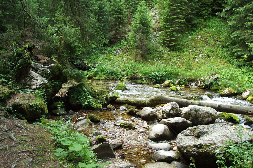 山溪抛光森林石头山脉树木绿色图片