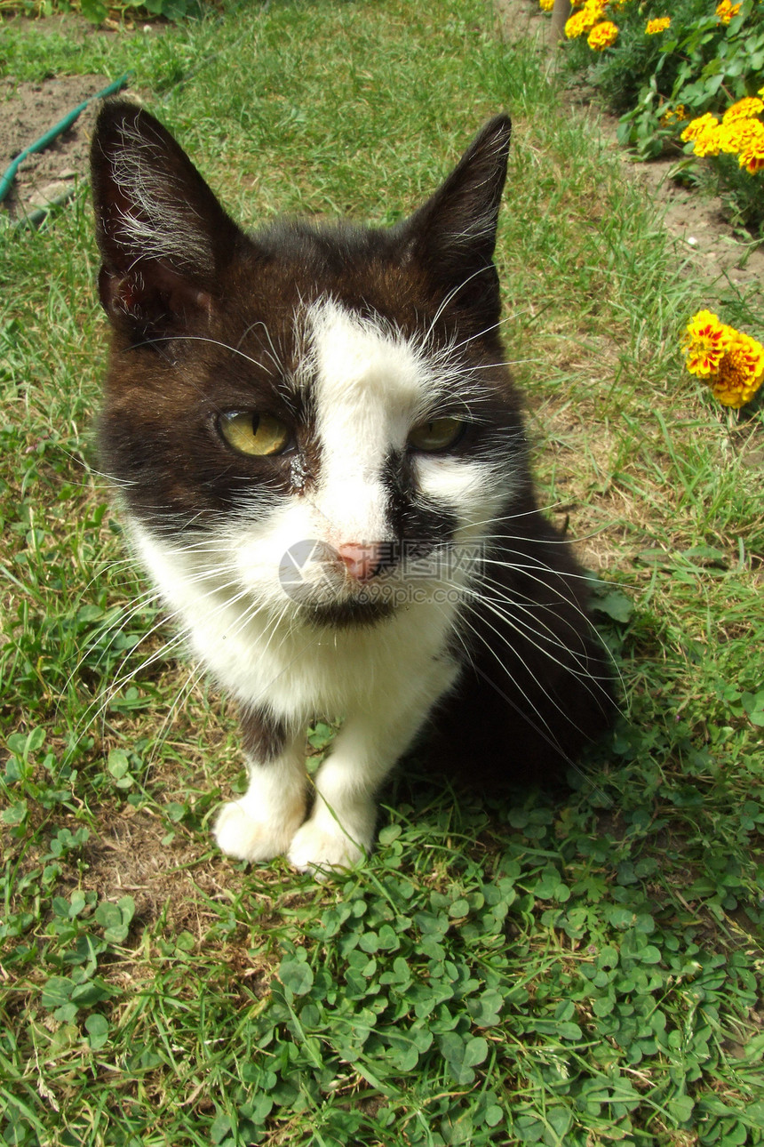 花园里的猫绿色哺乳动物动物猫咪黑色小猫白色图片