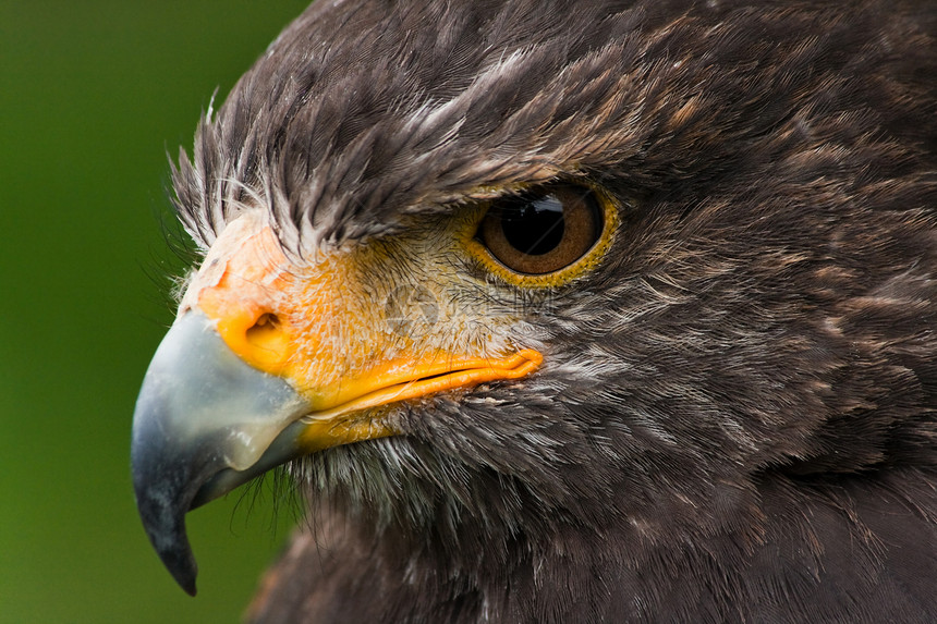 哈里斯鹰鹰黄色棕色尘土食肉甜点湾翅猎物鸟类野生动物猎人图片