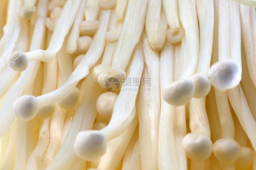 Enoki牡蛎 蘑菇宏观农业森林生产植物群食物白色草药烹饪美食图片