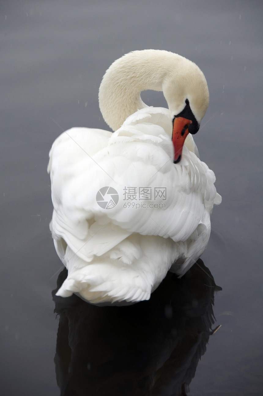 天鹅池塘场景蓝色季节鸟类反射翅膀游泳水鸟白色图片