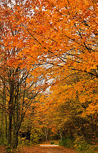 秋季森林轨道背景图片
