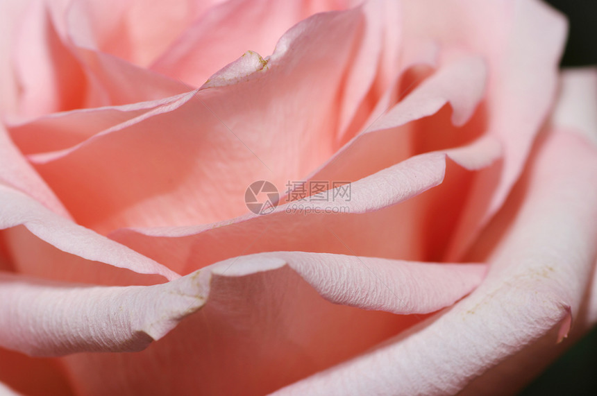 粉红色玫瑰花瓣的缝合图片