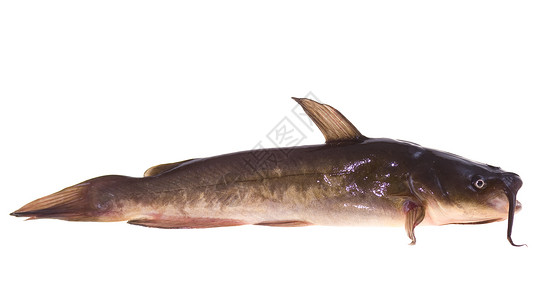 鱼动物脊椎动物害虫背鳍棕色胡须背景图片