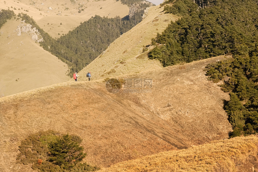 高山上的金色草原和危险的峡谷悬崖草地阳光晴天爬坡石头力量植物旅行木头图片