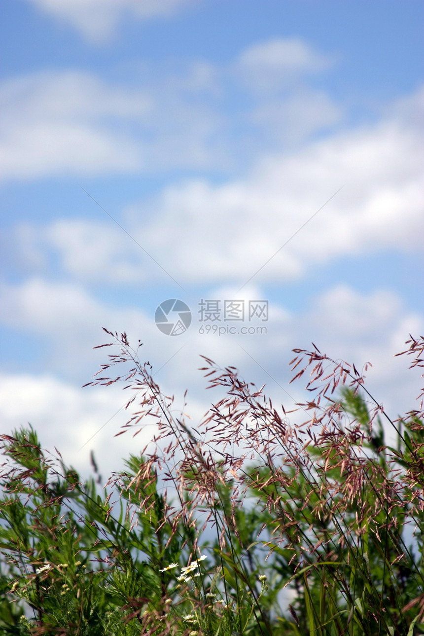 野草黄色花瓣白色蓝色空地村庄绿色天空图片