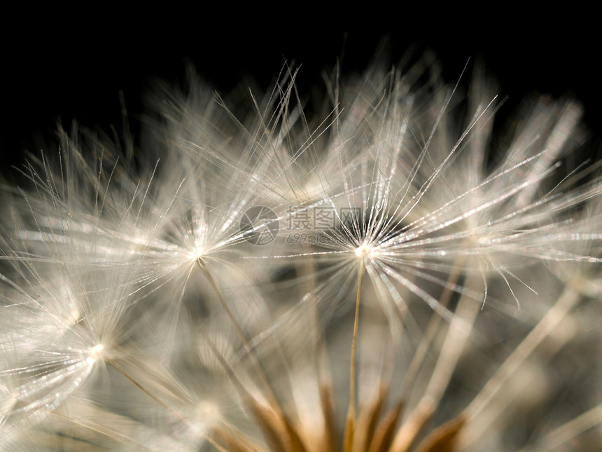 Dandelion 宏杂草种子黑色植物环境宏观植物群农业图片