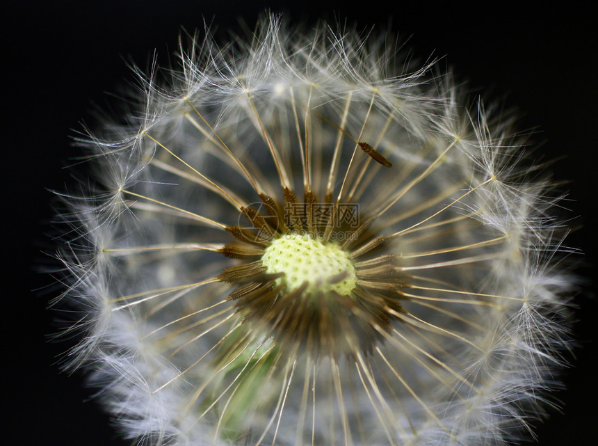 特写 dandelion美丽草地宏观植物群植物学自由种子生活荒野杂草图片