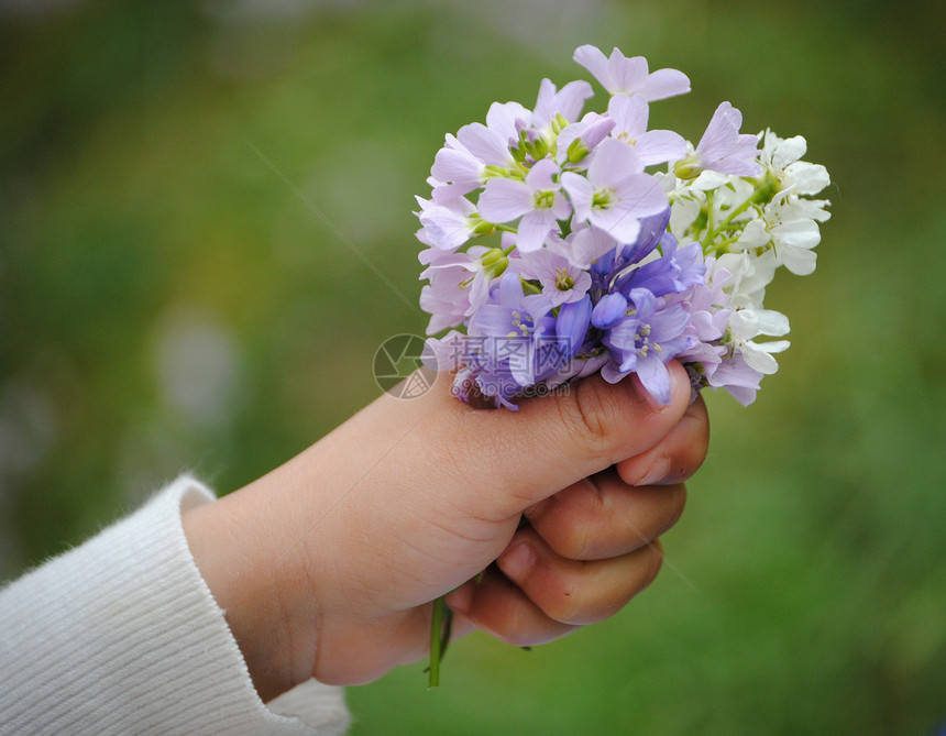 盛花孩子花园紫色花束绿色图片