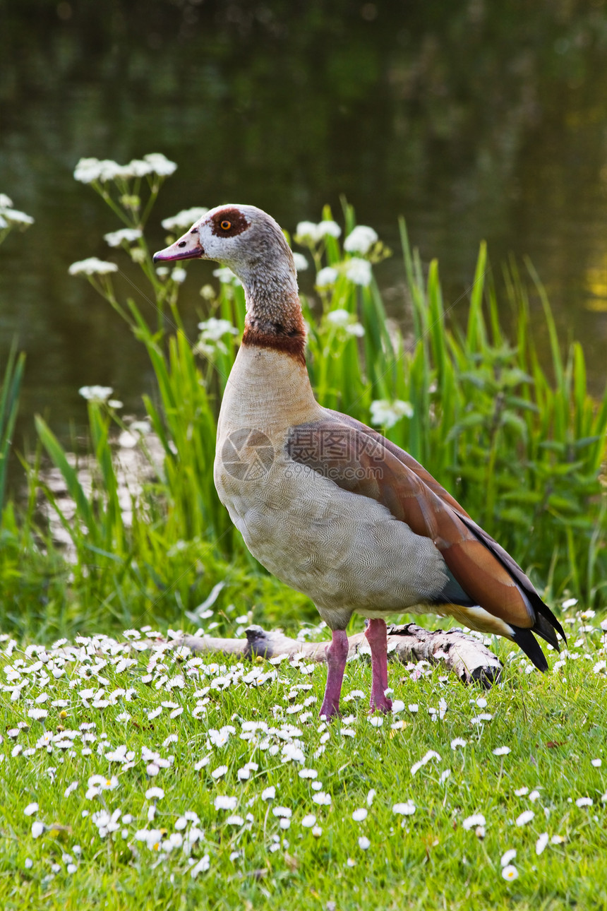 埃及鹅站在池塘附近 带花朵太阳鸭子照片鸟类野生动物阳光绿色伊蚊图片