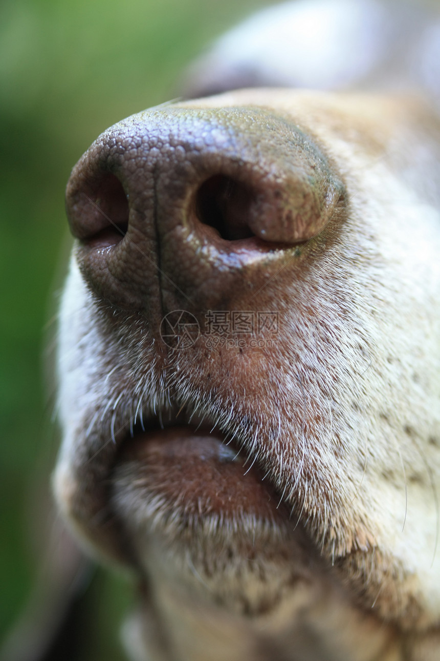 直发短头发指鼻白色猎犬犬齿灰色乐趣活动小狗朋友犬类猎狗图片