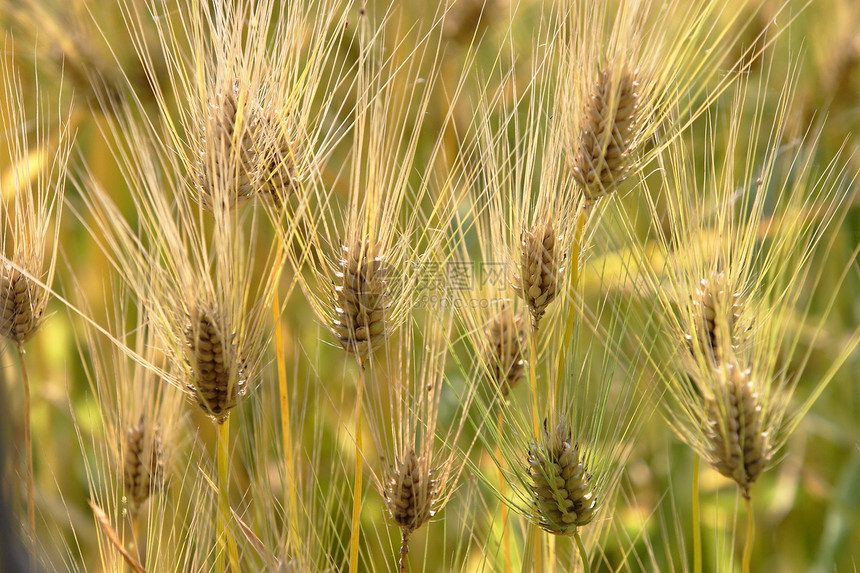 农田 作物和作物植物庄稼收成生长大麦小麦农作物绿色粮食图片
