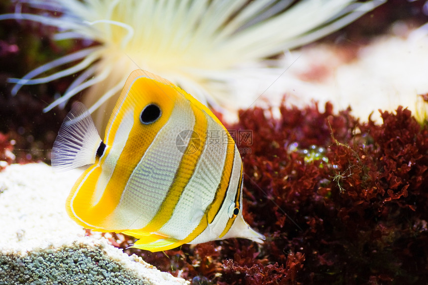 蝴蝶鱼孤独眼睛玻璃蓝色爱好游泳铜带热带生活水族馆图片