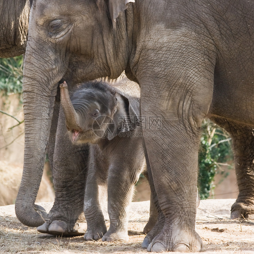 亚洲婴儿象大象步行图片