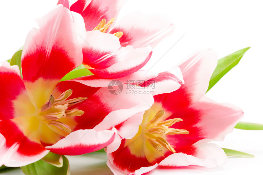 3个粉红色郁金香植物植物学快乐礼物花园植物群花束叶子宏观美丽图片