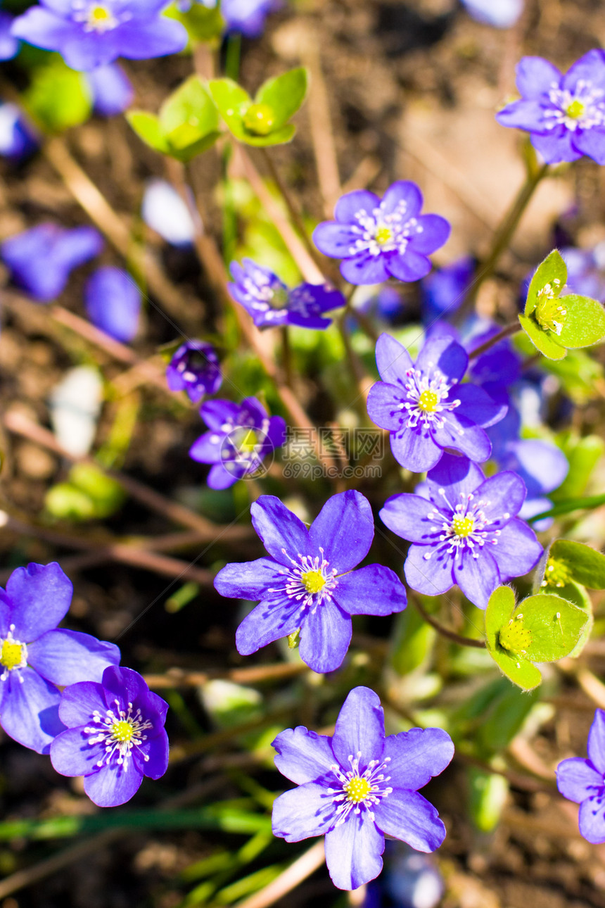 蓝花花公园生长脆弱性花园花朵季节花束植物植物学生活图片