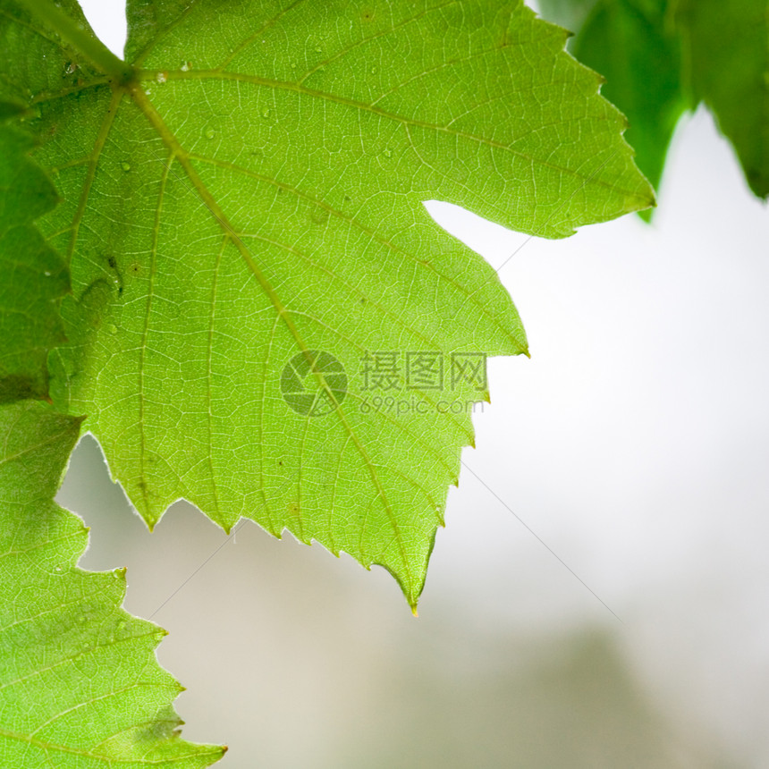 绿叶阳光树木花园森林太阳树叶公园季节射线植物图片