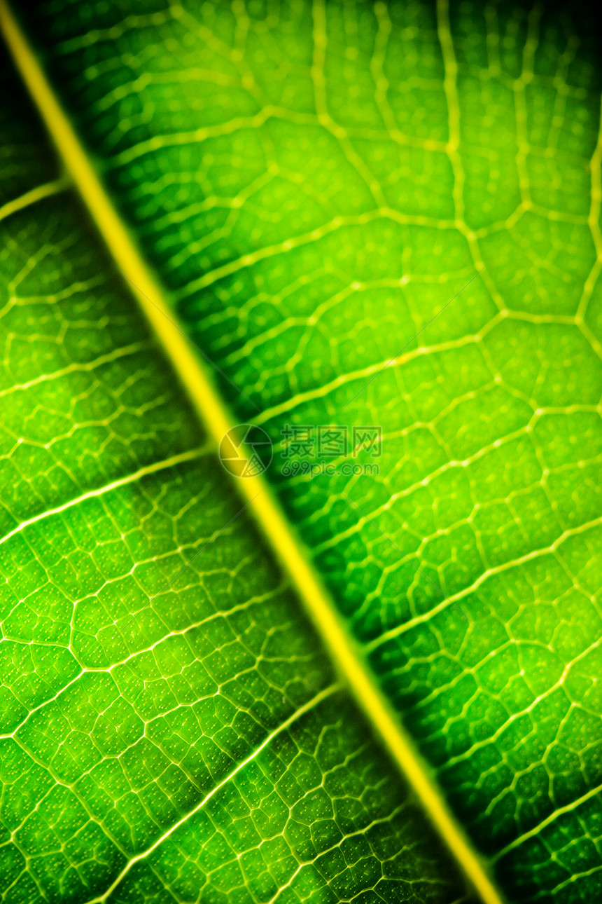 绿叶光合作用生活宏观生物学环境活力生长植物生态植物群图片