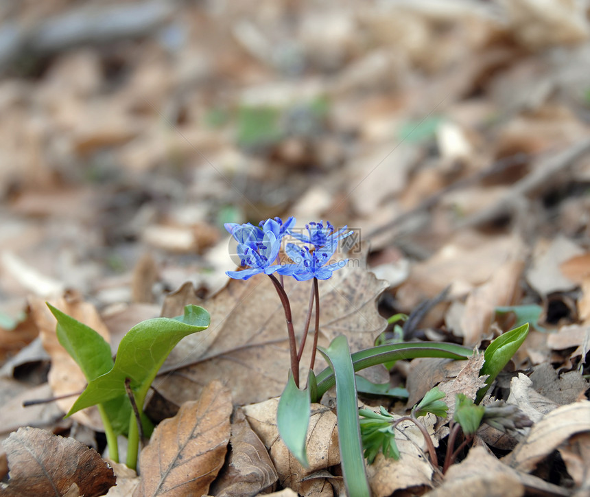 蓝春花花瓣叶子紫色花束植物地球过敏森林季节花粉图片