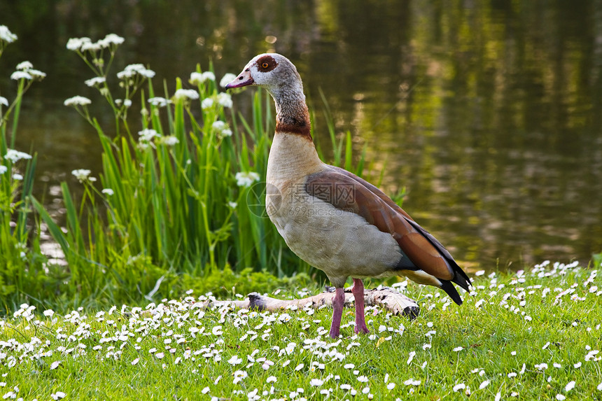 埃及鹅站在池塘附近 带花朵鸭子伊蚊太阳鸟类照片水平野生动物绿色阳光图片
